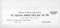 Armillaria mellea image